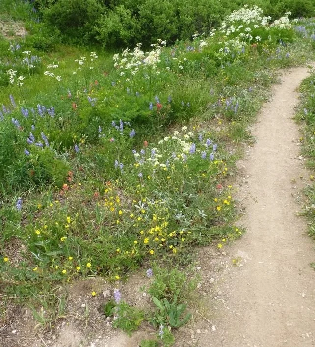 Wildflowers along the trail
