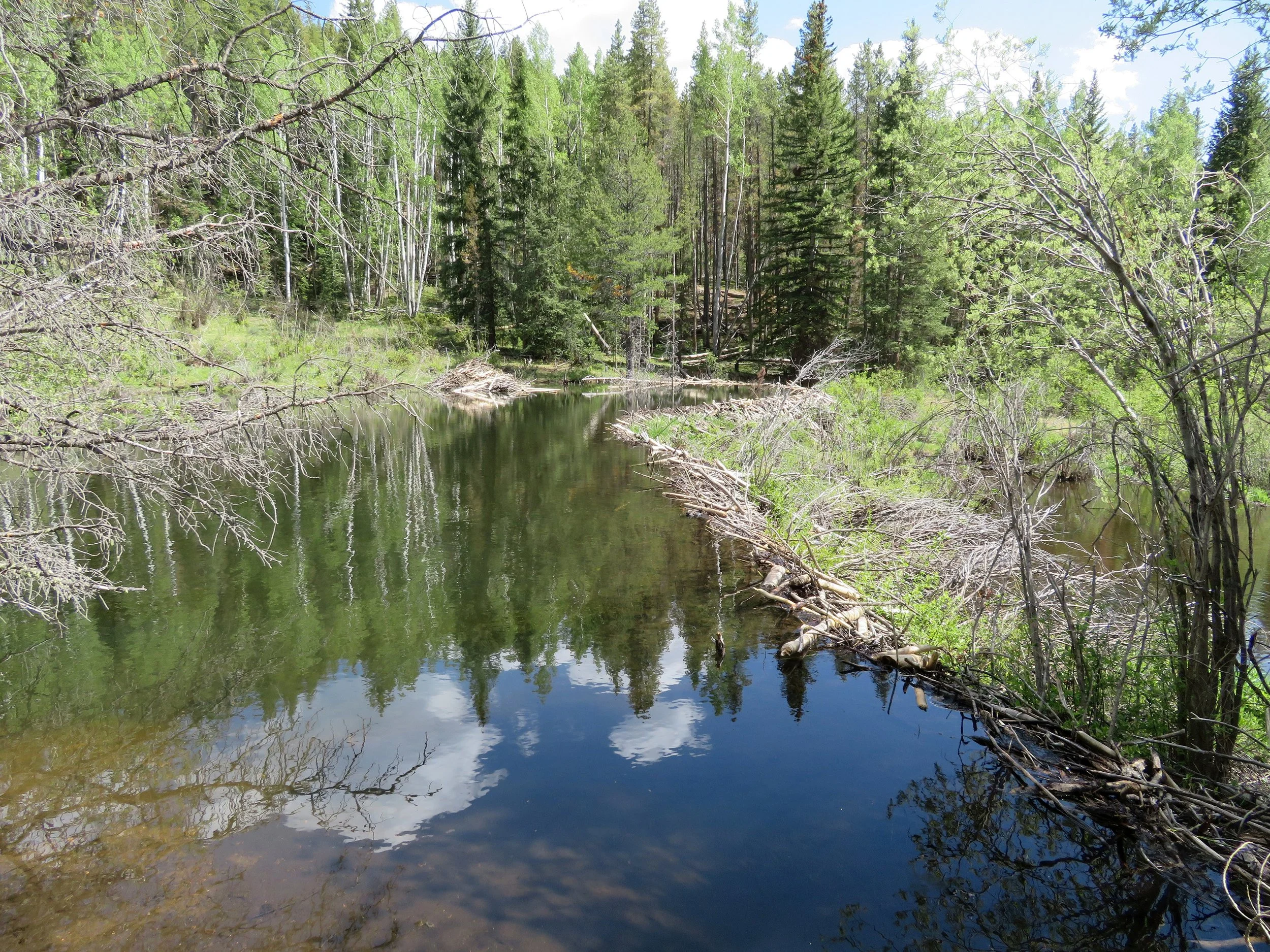 Chapter 13 Beaver dam