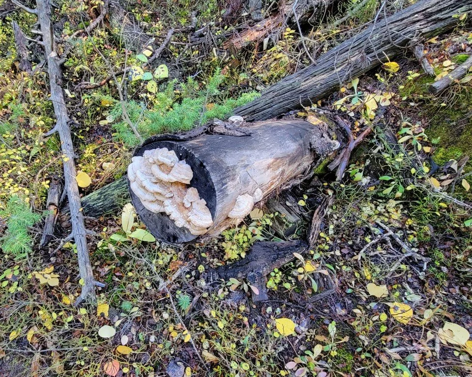Bracket fungus decomposing a stump