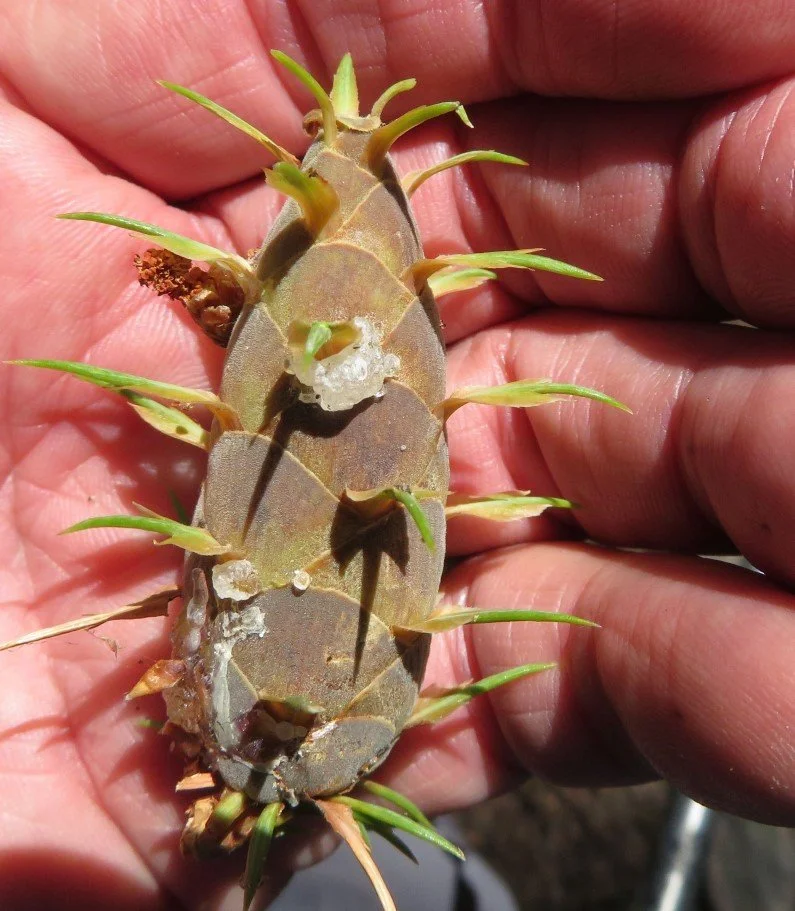 Chapter 11 Douglas-fir cone
