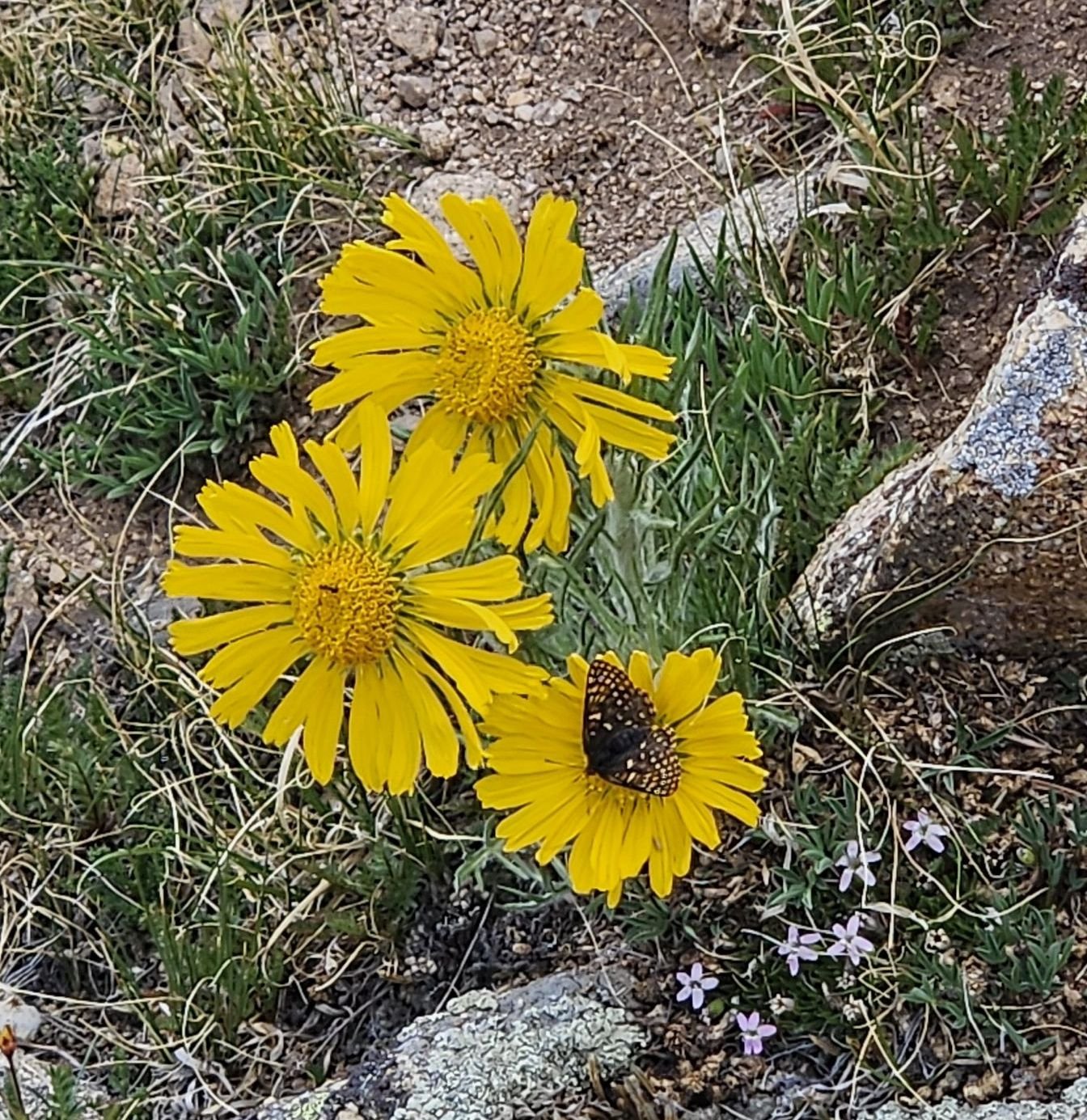Checkerspot butterfly on Old Man of the Mountain flower