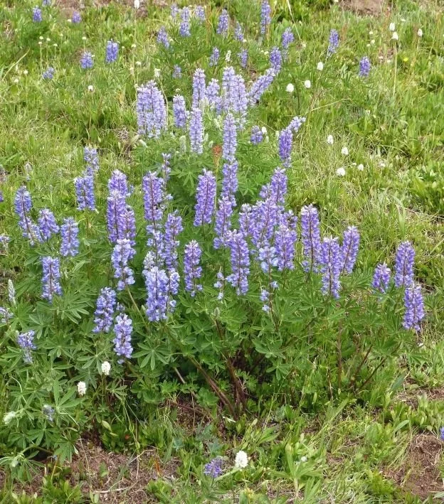 Lupines