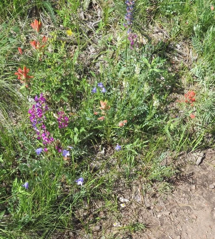 Wildflower bouquet