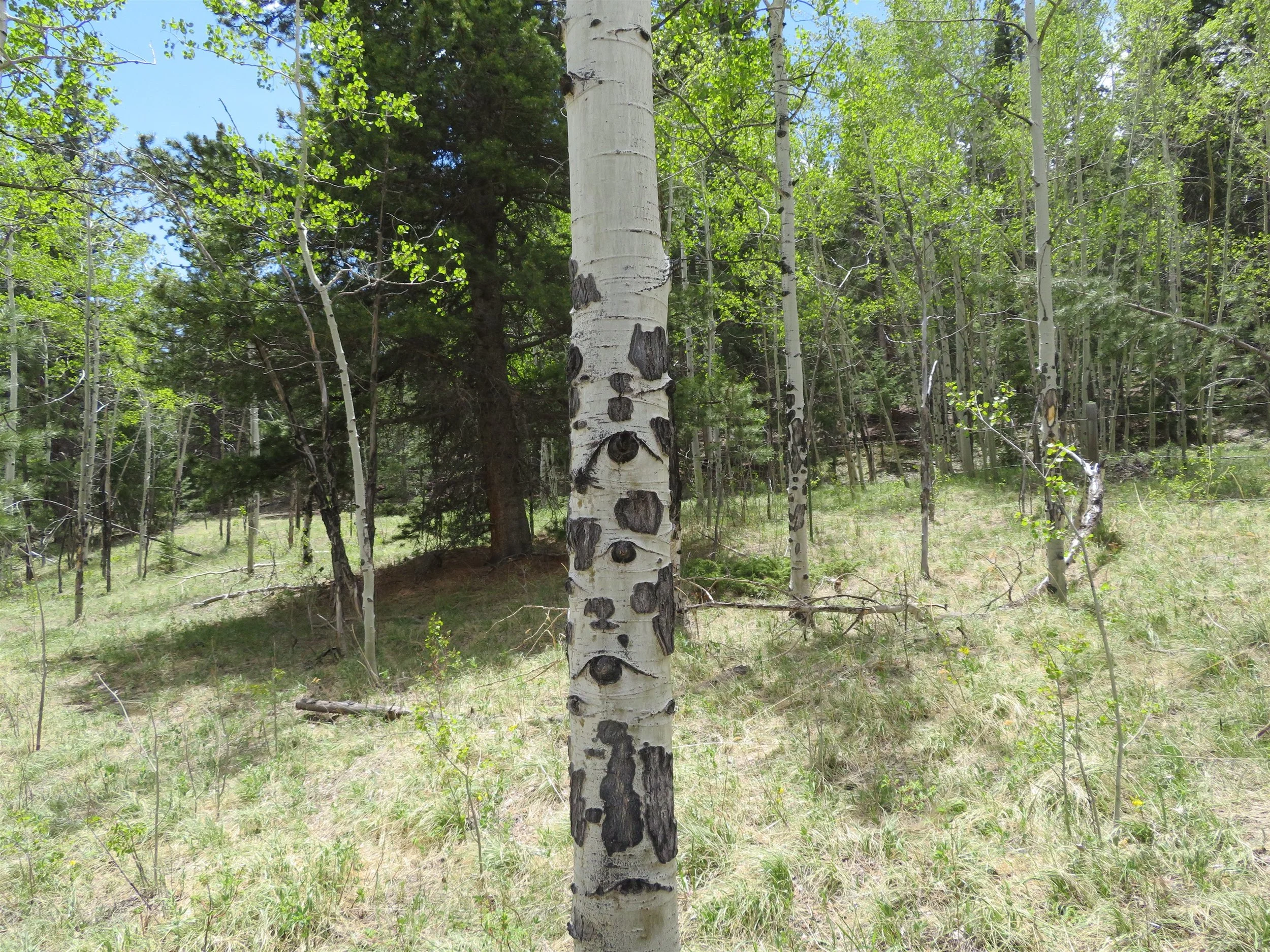 Chapter 4 Antler scars on aspen