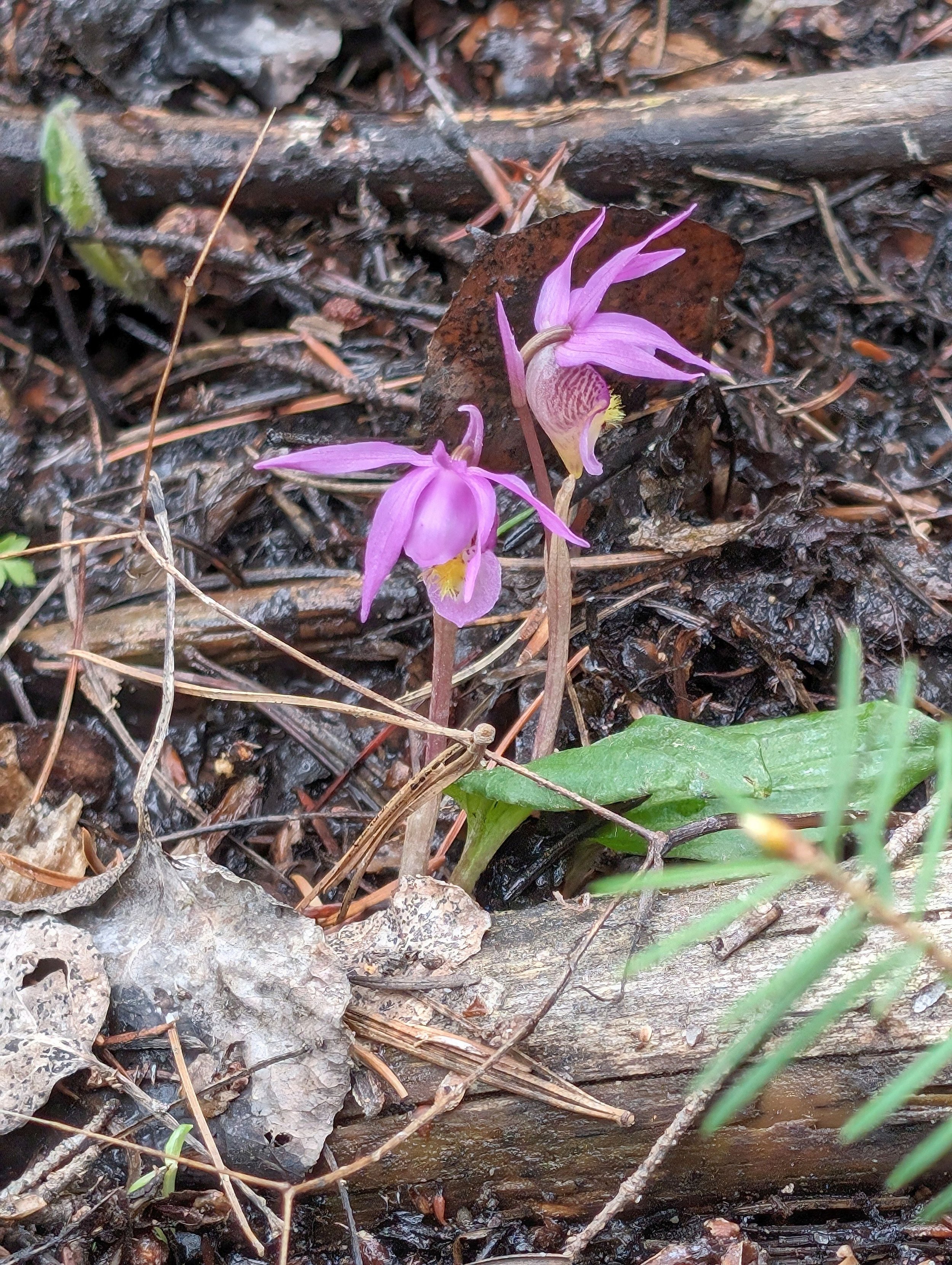 Chapter 15 Calypso orchid