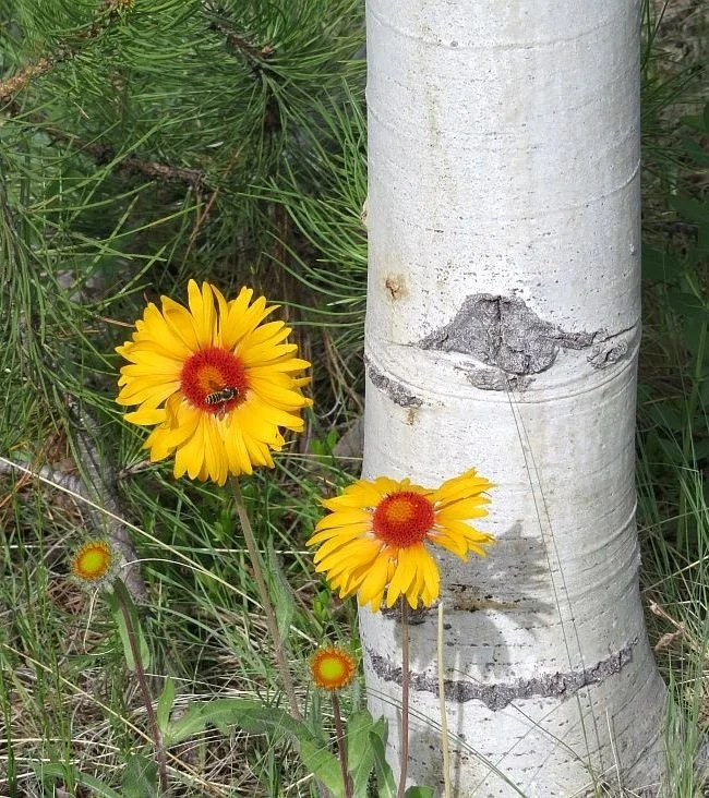Bee on blanket flower beside aspen tree