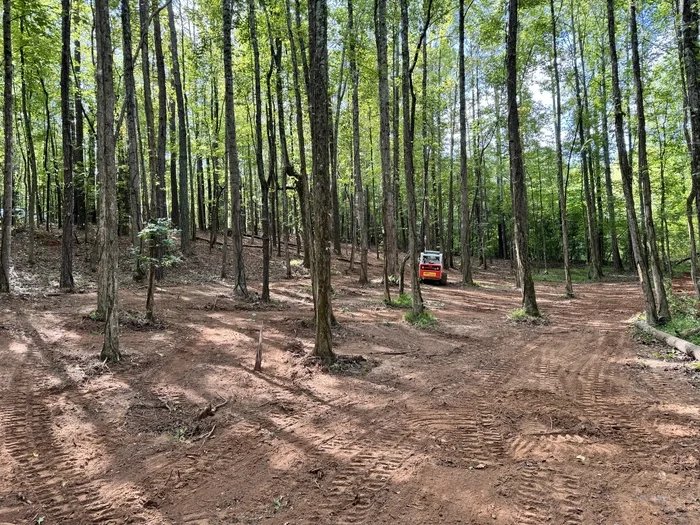 Clearing Brush in the Woods