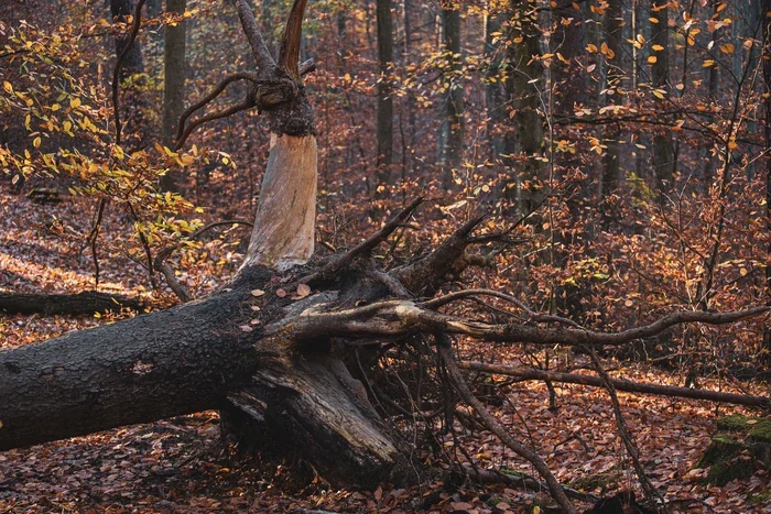 A fallen tree with exposed roots lying on the forest floor in an autumn forest with leaves and trees in the background.