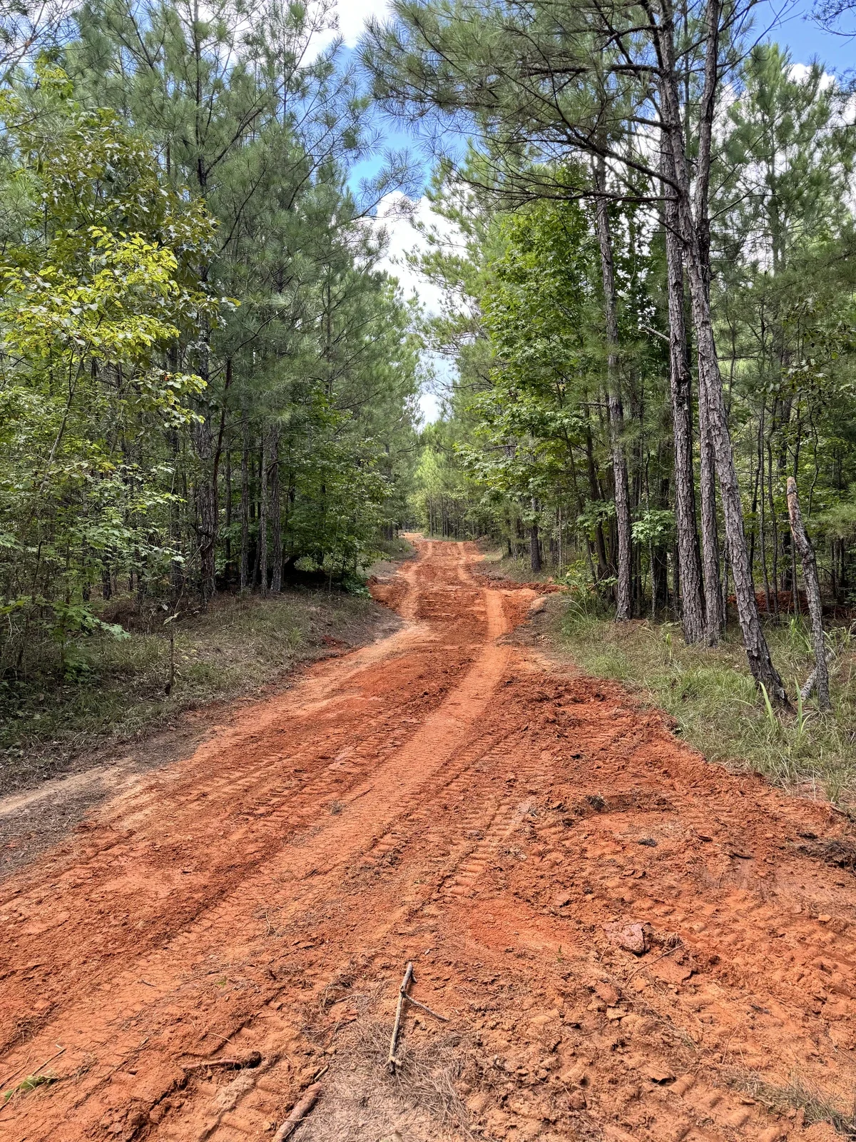 A dirt road in a forest with green trees on both sides and a blue sky with some clouds above.