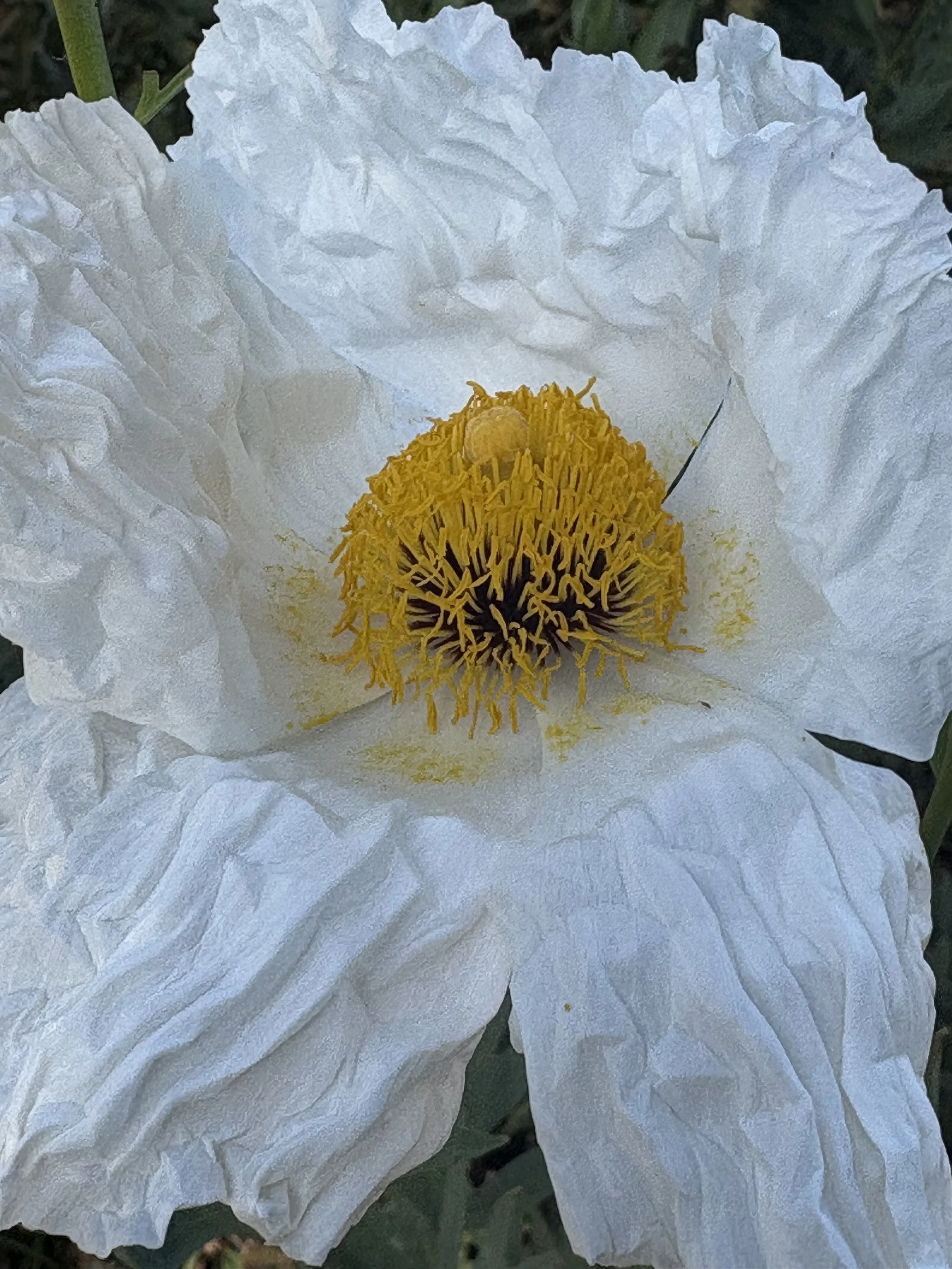 IMG_5966.jpeg