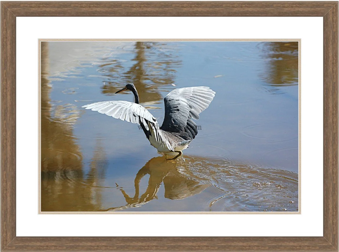 Taking Flight 24x18 - Framed.jpg