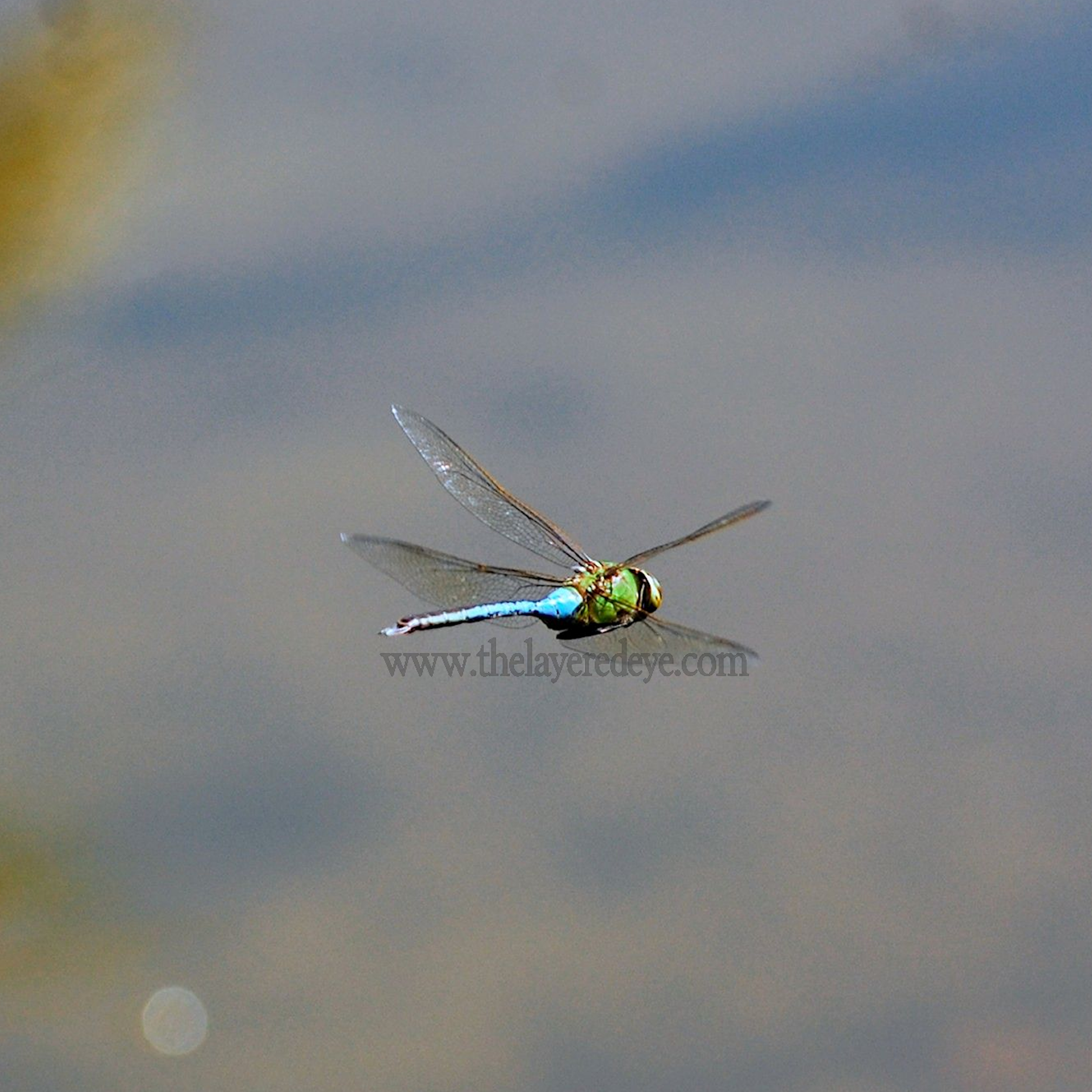 Green Darner in Flight 18x18 - Watermark.png