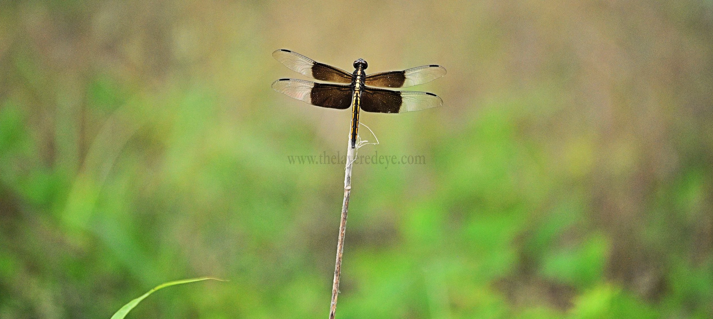 The Perched Skimmer 20x10 - Watermark.jpg