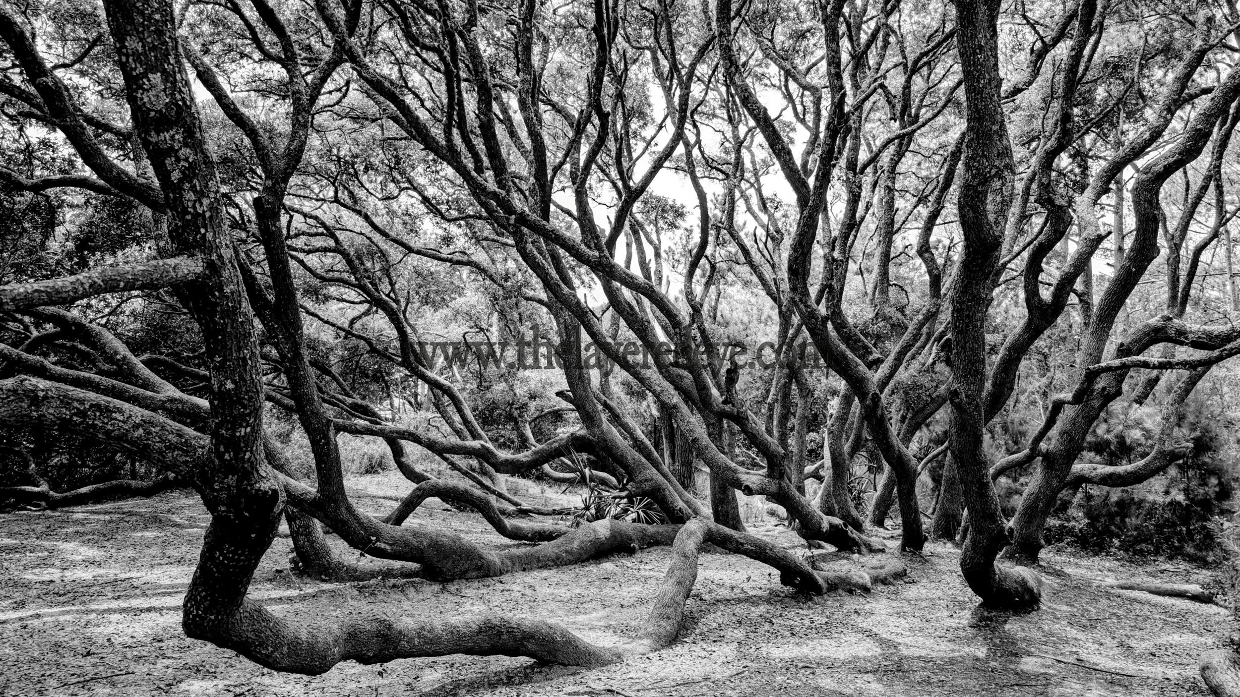 Octopus Tree