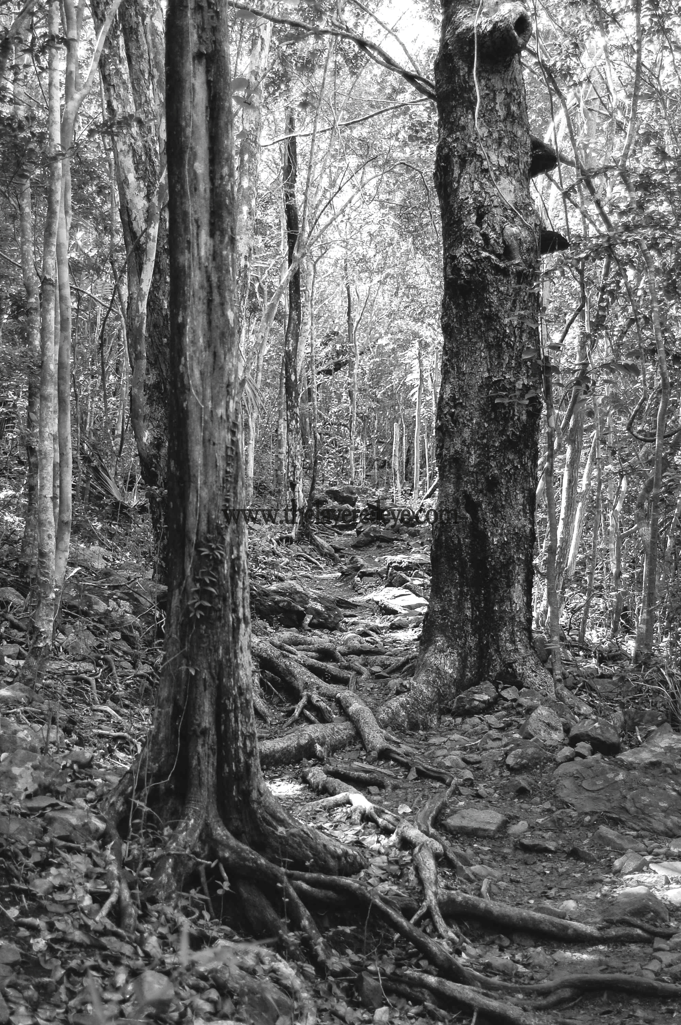 The Rooted Path
