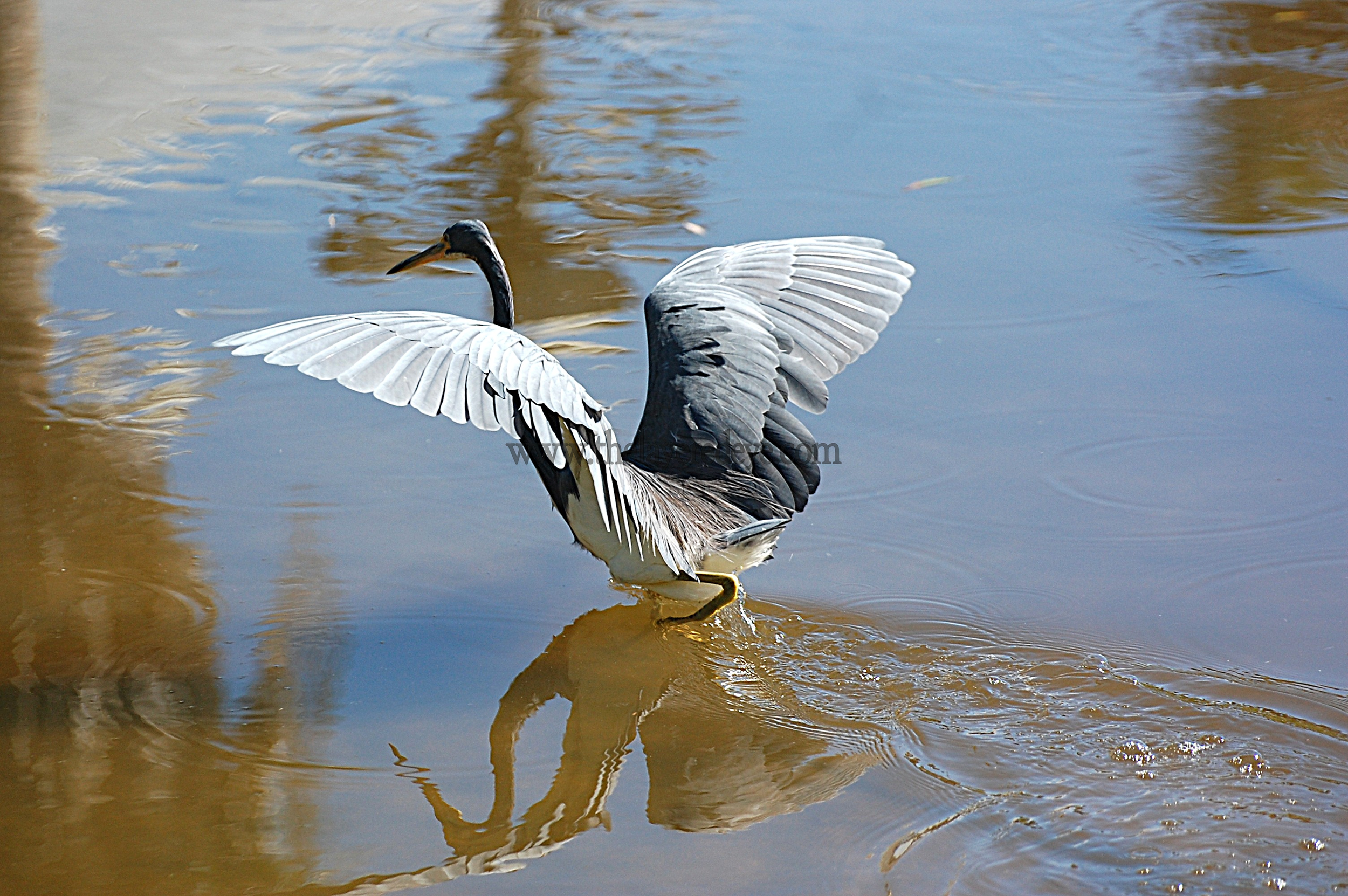 Taking Flight 24x18 - Watermark.png
