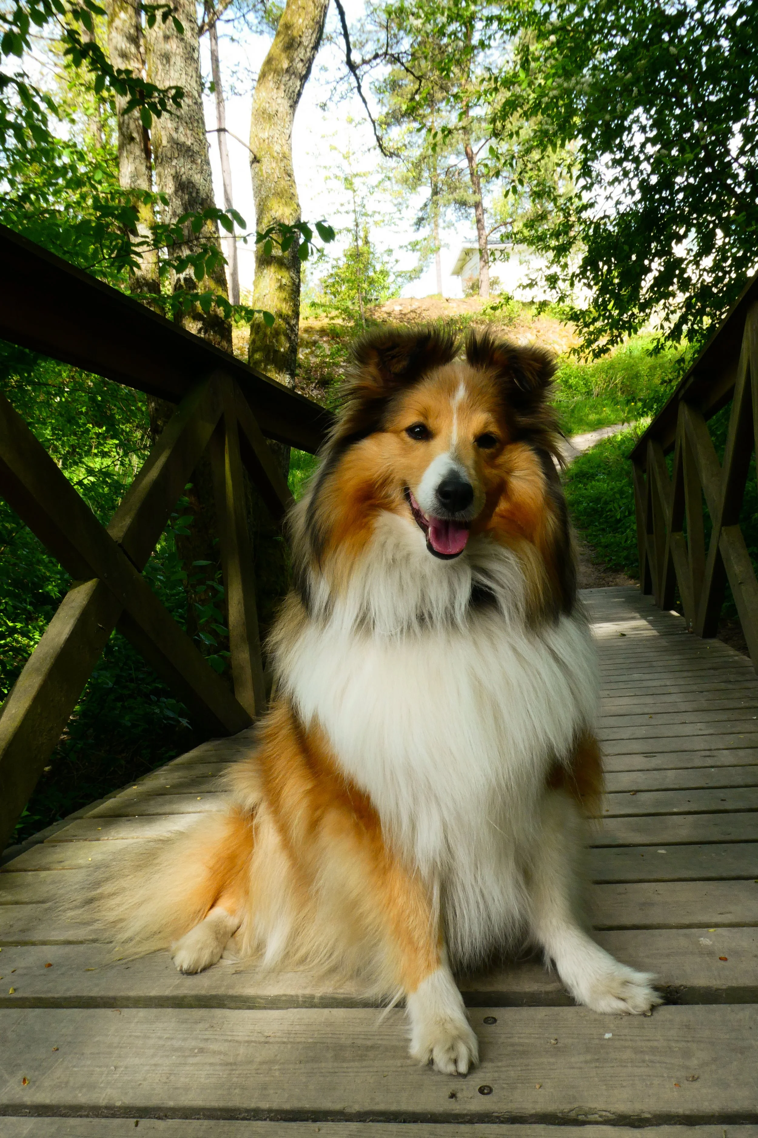 Four-legged Friends