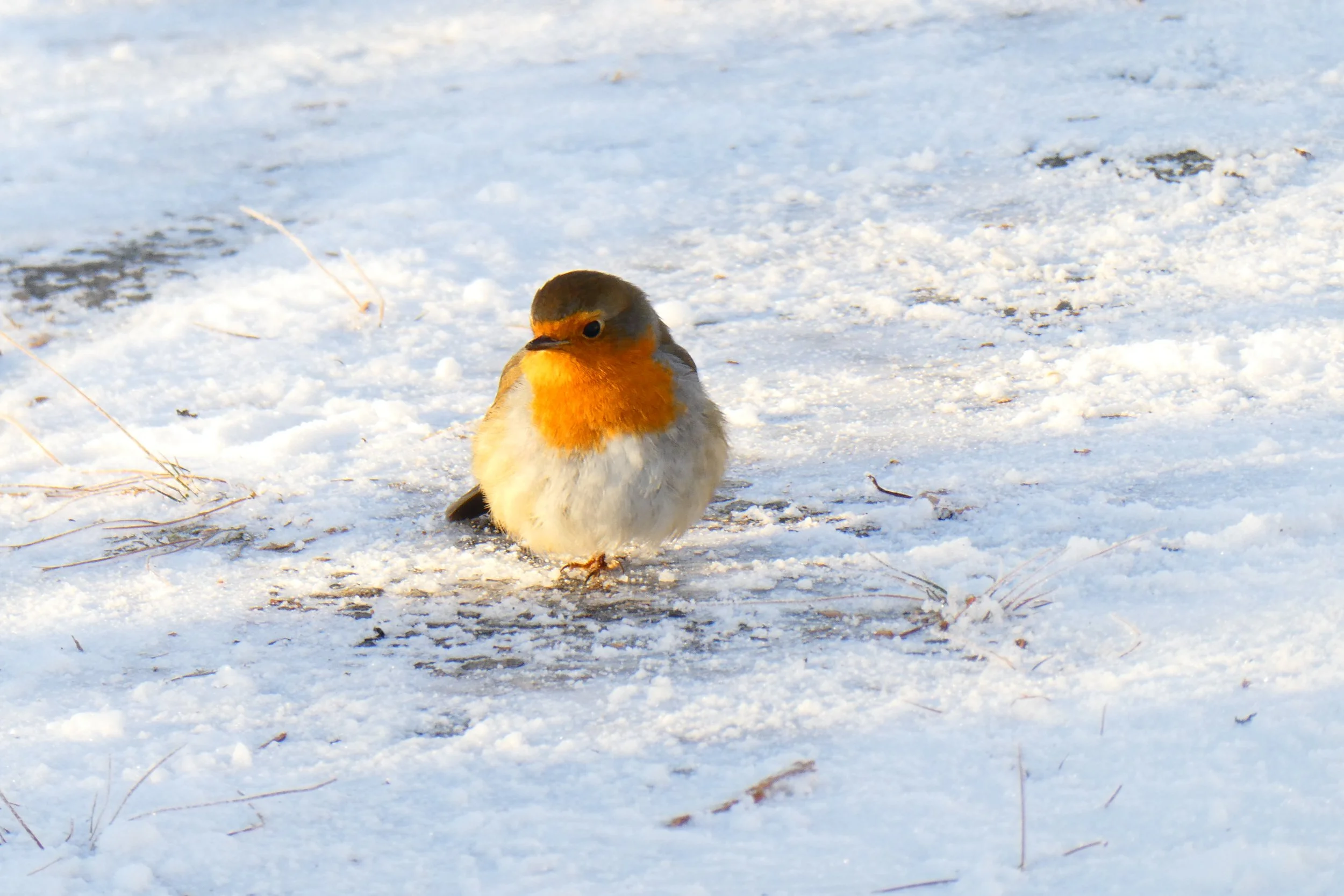 IMG_9705.JPG