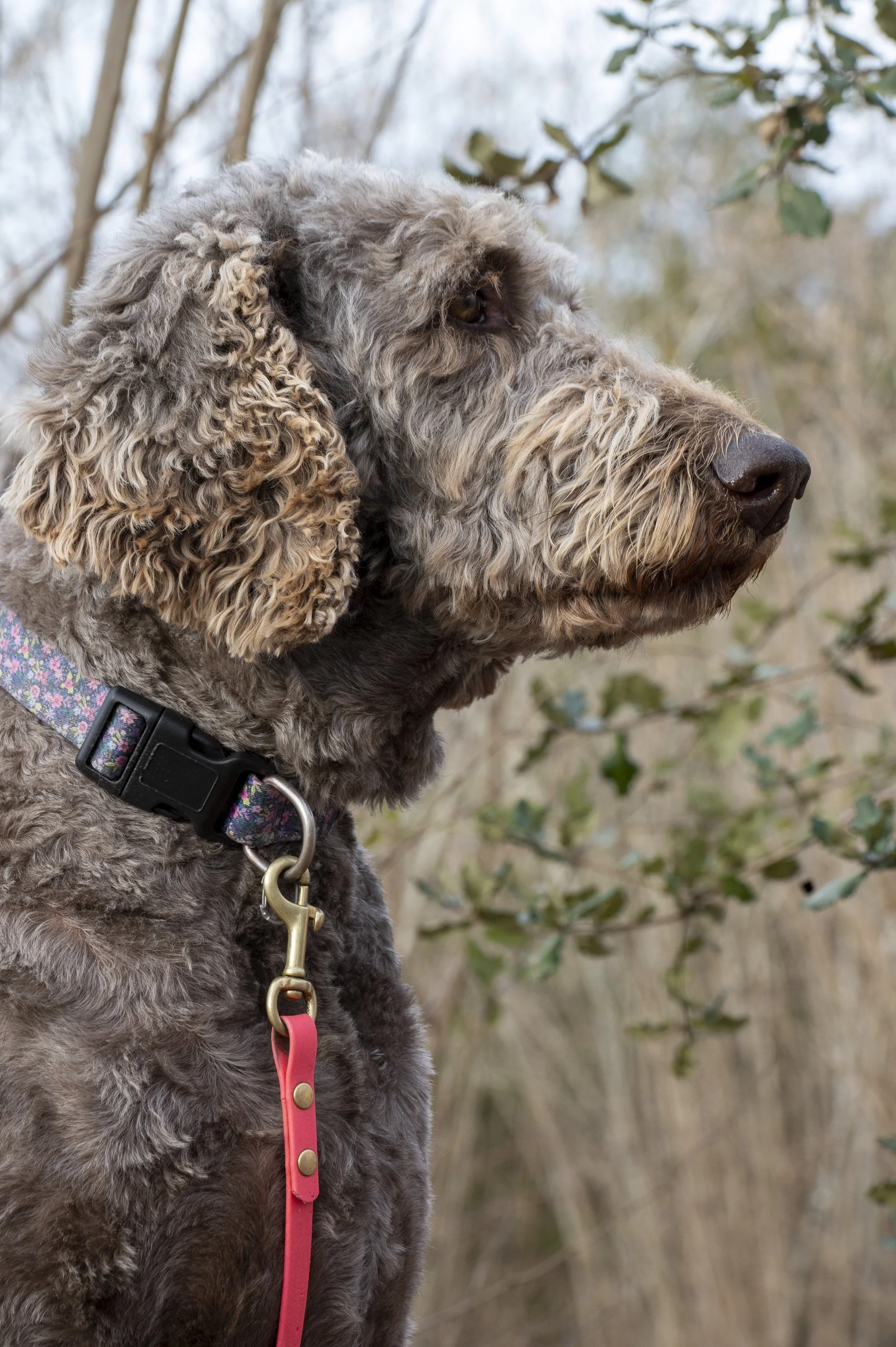 Close-up of a brown curly-coated dog wearing a colorful collar and leash, sitting outdoors with a blurred background of trees and foliage.