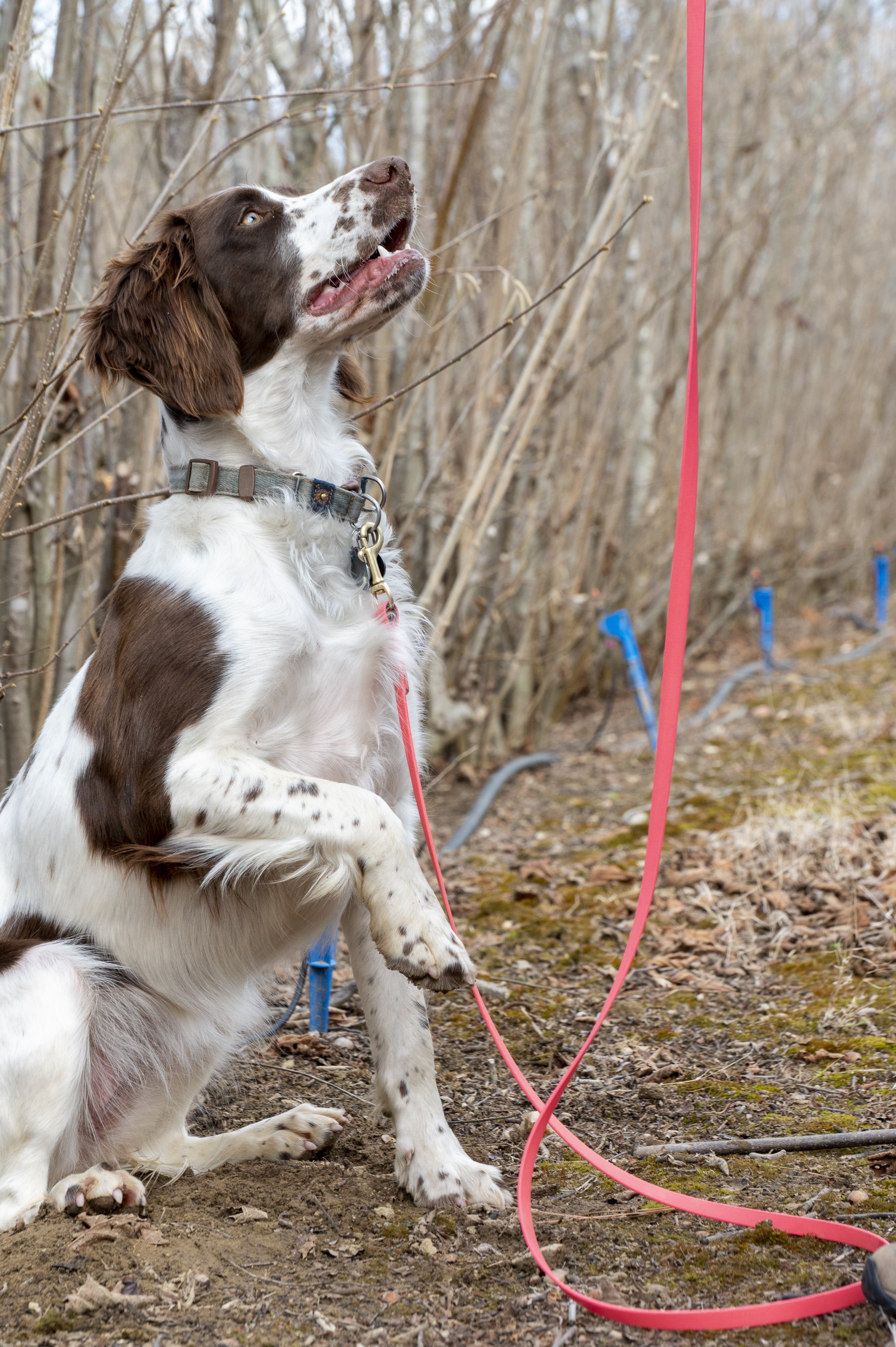 A dog with brown and white fur sitting outdoors, looking up, with a background of leafless shrubs and blue garden edging.