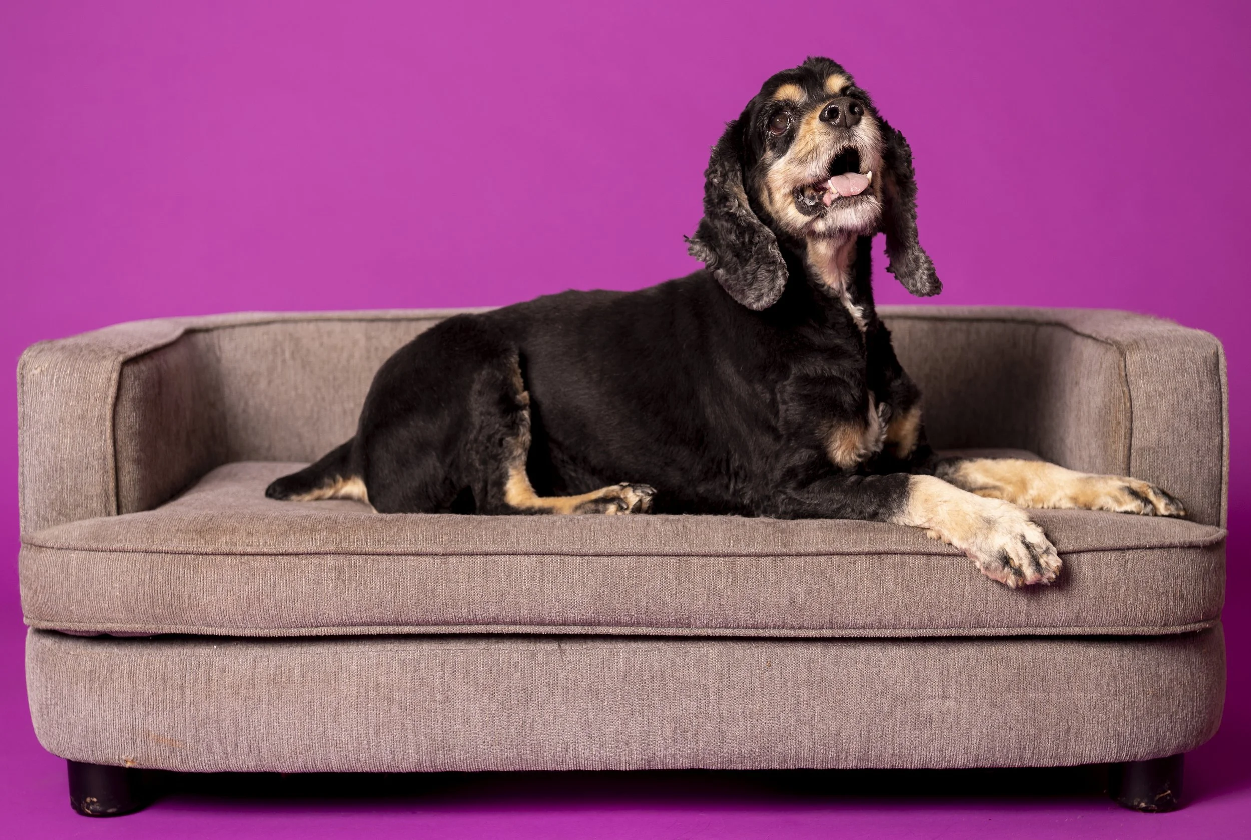 A black and tan Cocker Spaniel dog sitting on a pink upholstered sofa with a vibrant purple background.