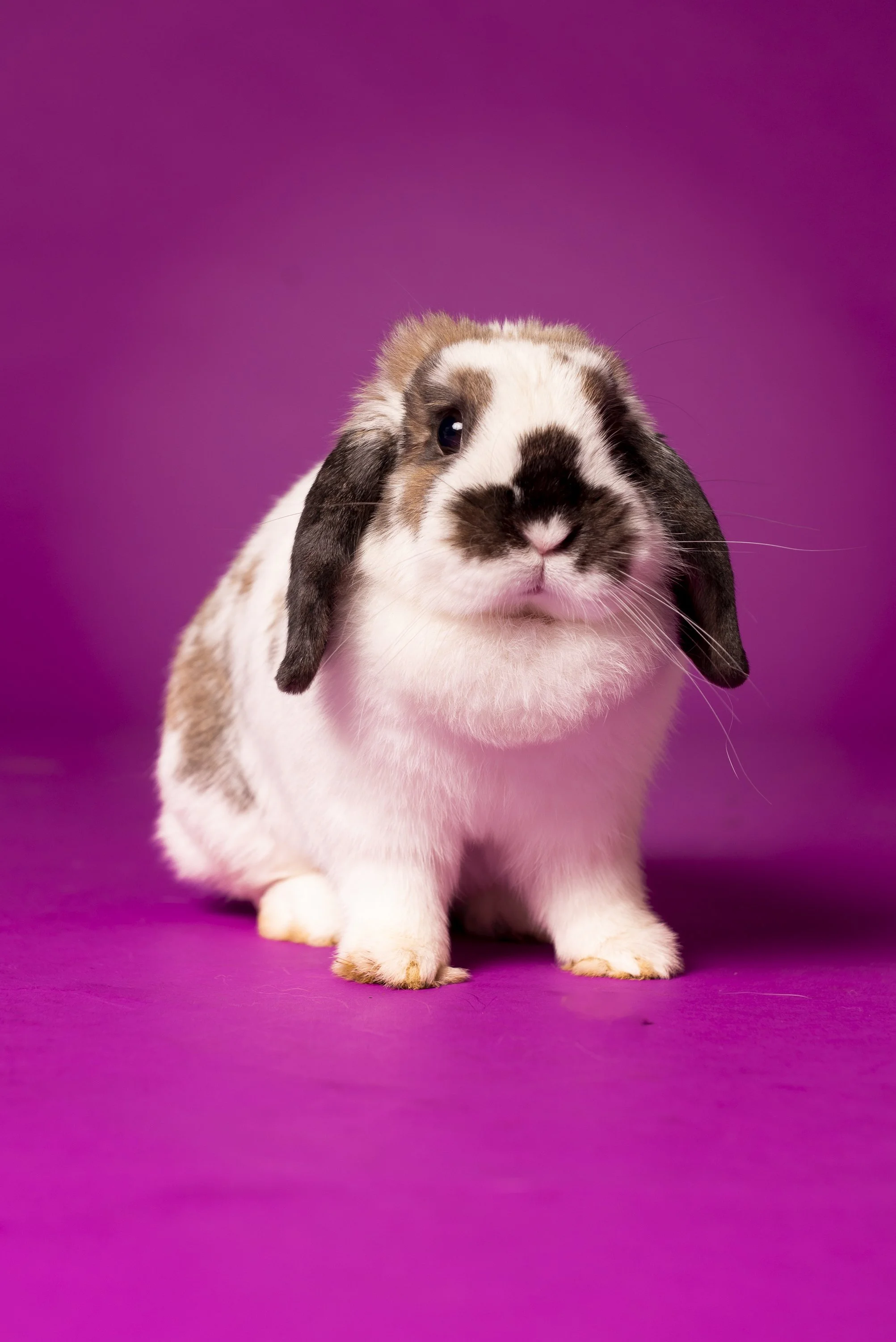 A cute rabbit with mottled brown, black, and white fur, sitting on a pink surface with a matching pink background.