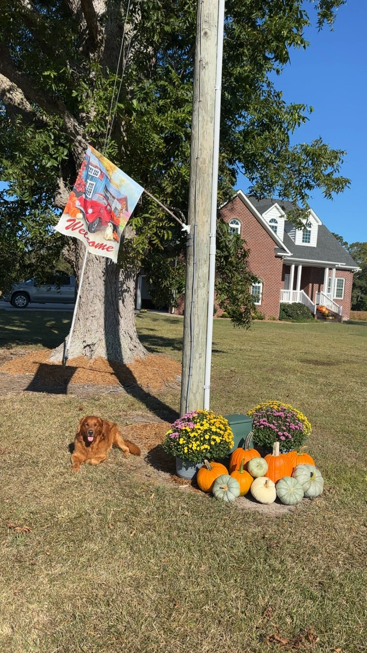 A lawn decorated for fall with a dog lying down, a cluster of colorful pumpkins, potted chrysanthemums, a welcome flag, and a house in the background under a clear blue sky.