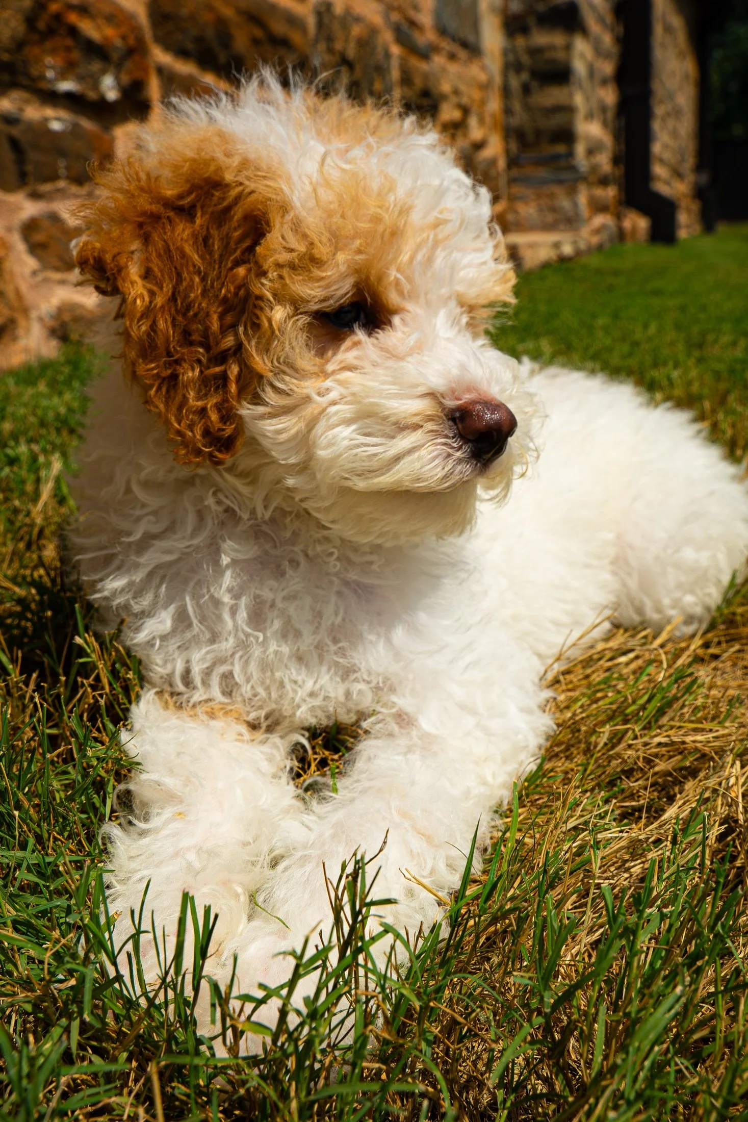 Cindy's fluffy apricot-and-white puppy lying in the grass