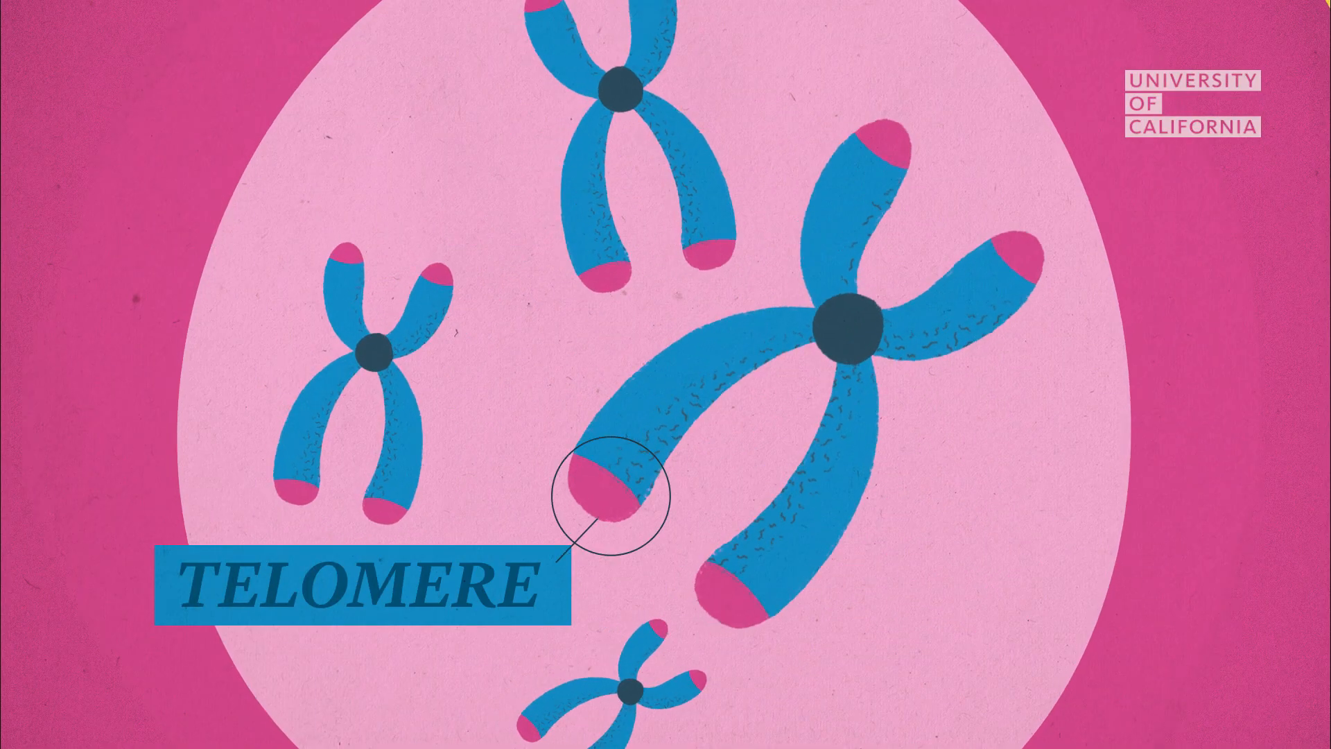 07_02m06_000s_telomeres.png