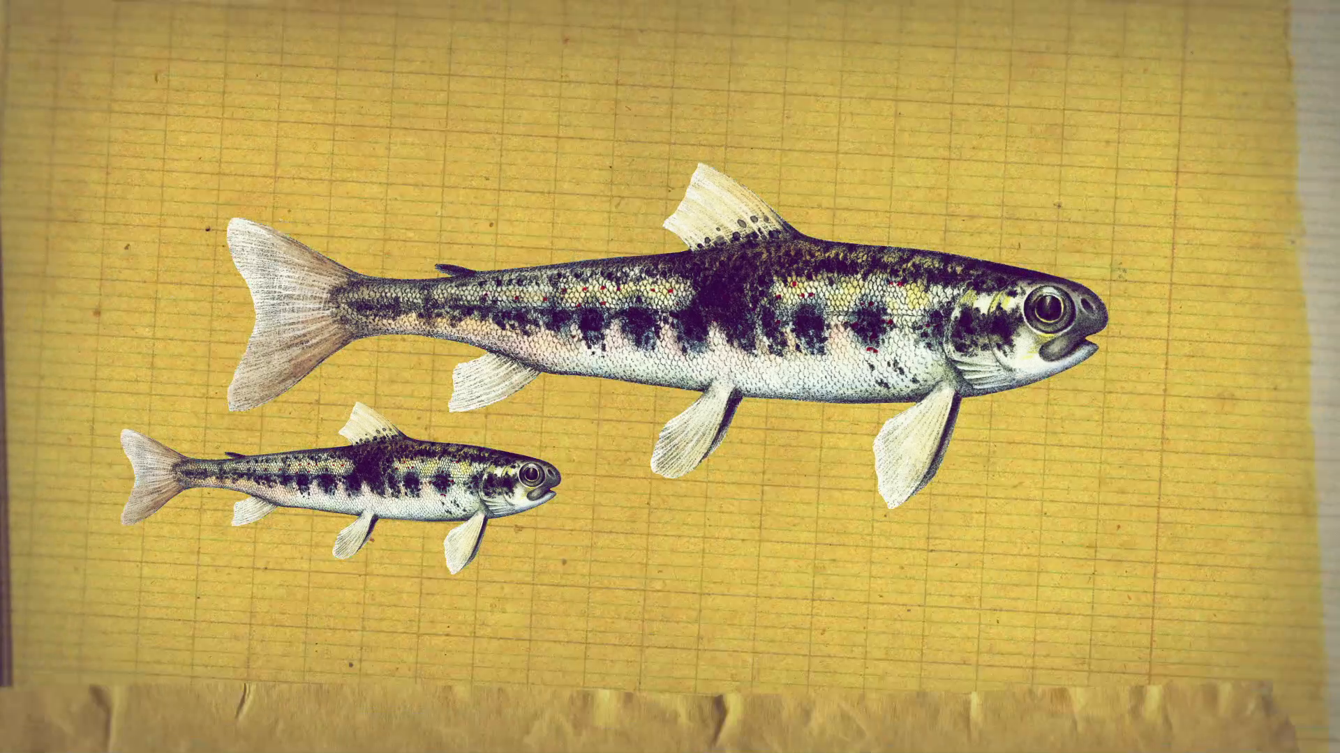 08_00m42_000s_salmon-growth.png