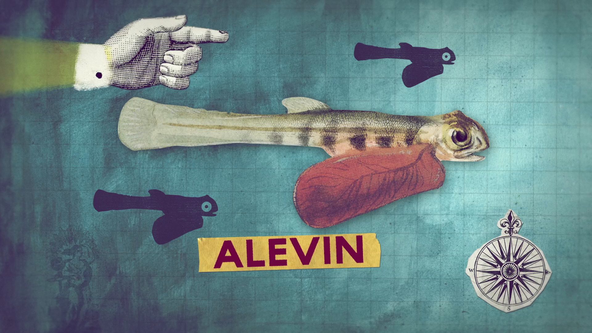 07_00m36_000s_alevin-stage.png