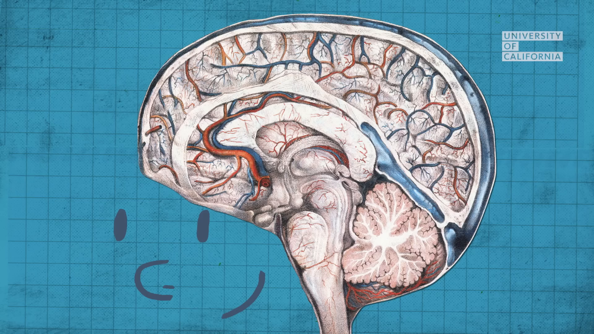 10_02m24_000s_brain-anatomy.png