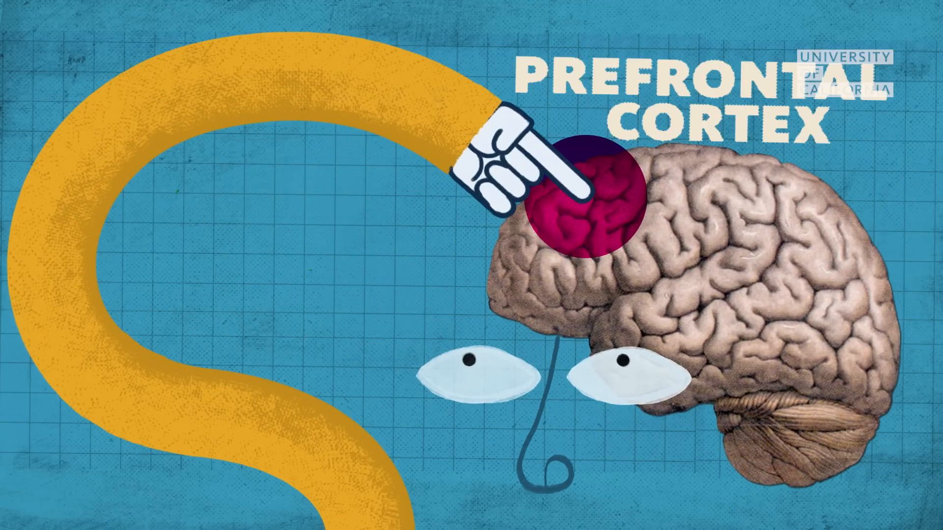 Fig. 1 | U of C | Why the Teenage Brain Has an Evolutionary Advantage