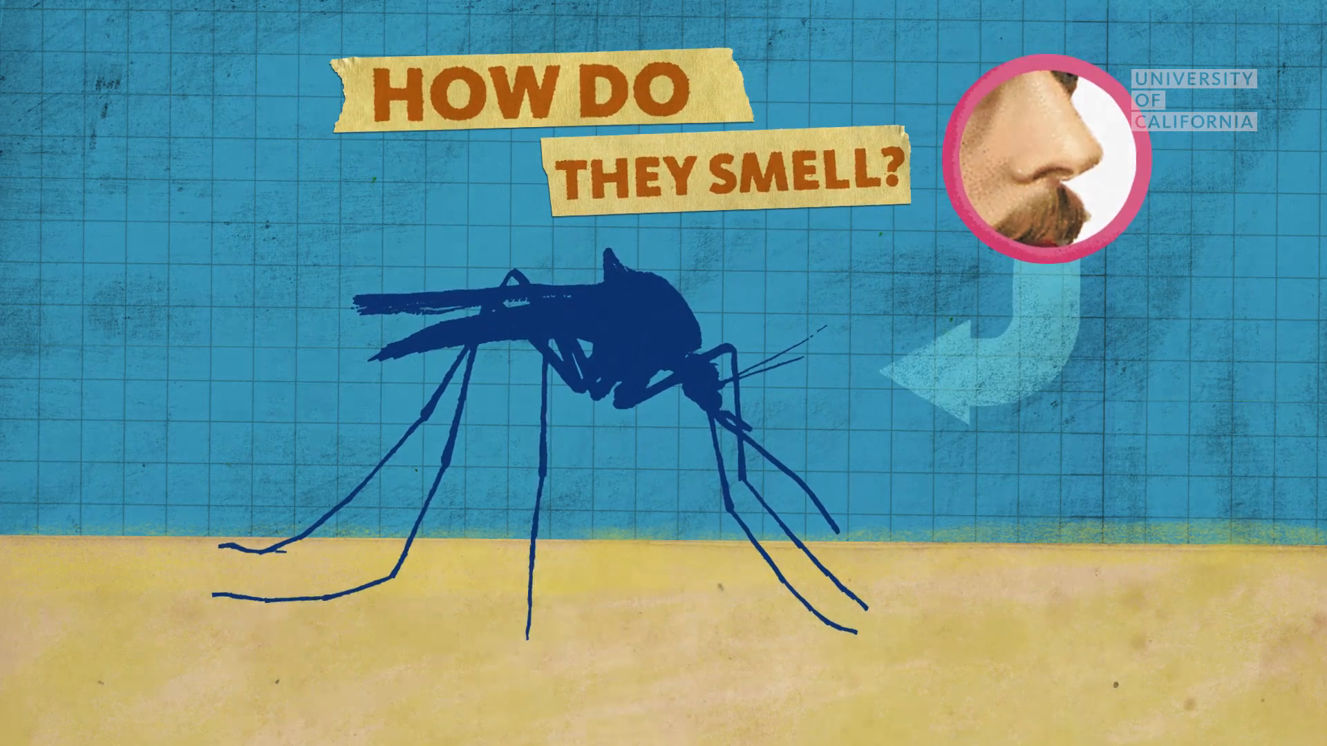 05_00m54_000s_mosquito-smell.png