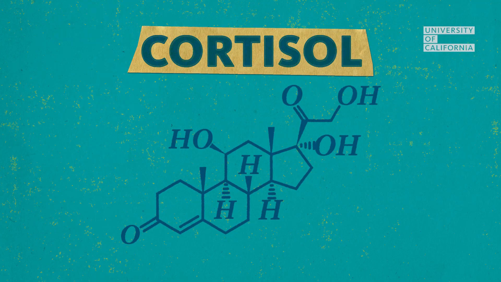 03_00m57_500s_cortisol.png