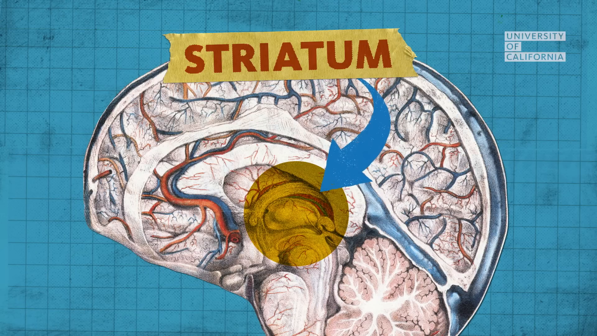 07_01m44_000s_striatum.png
