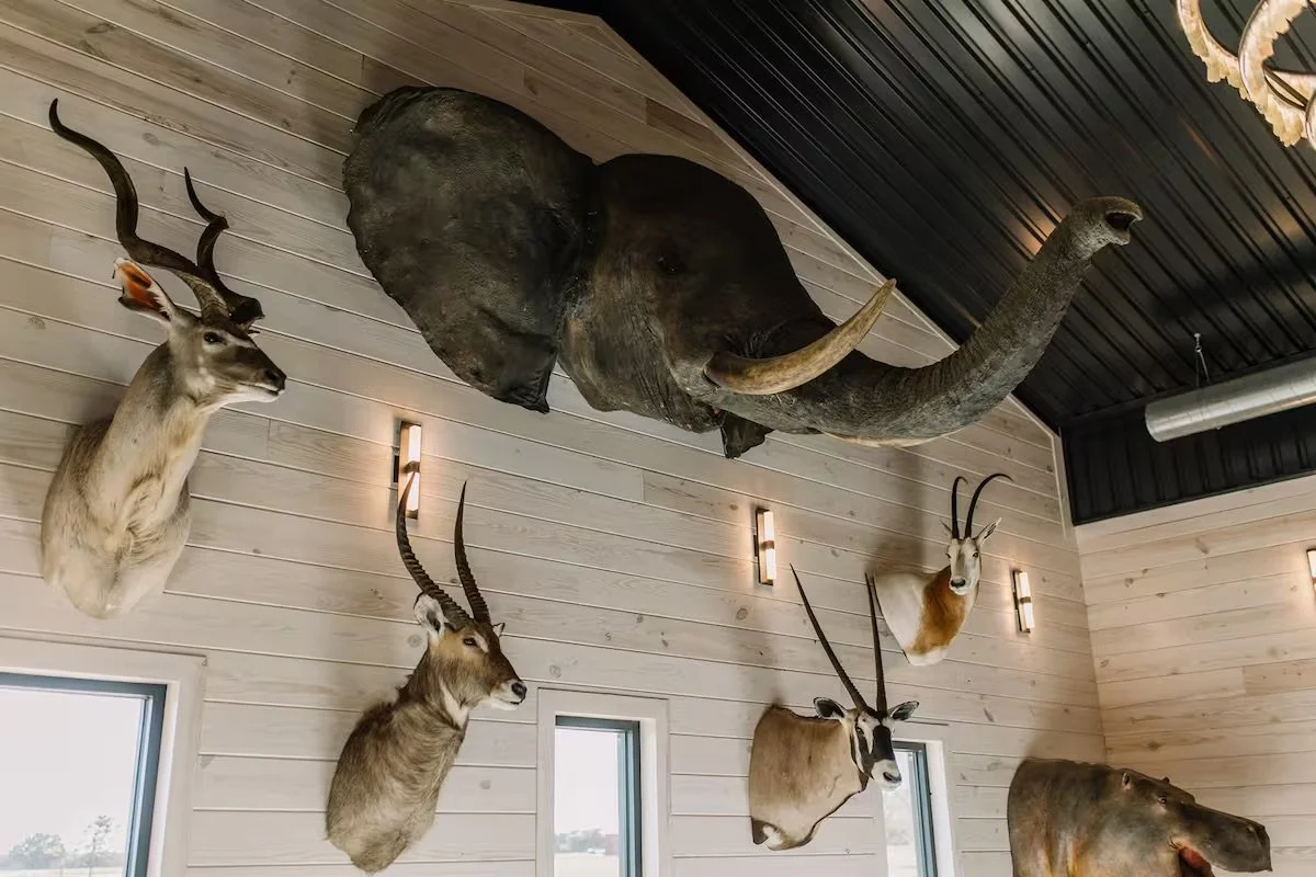 Mounted animal heads decor on a wooden wall ceiling in a room, including a large elephant head and antelope heads with long curved horns.