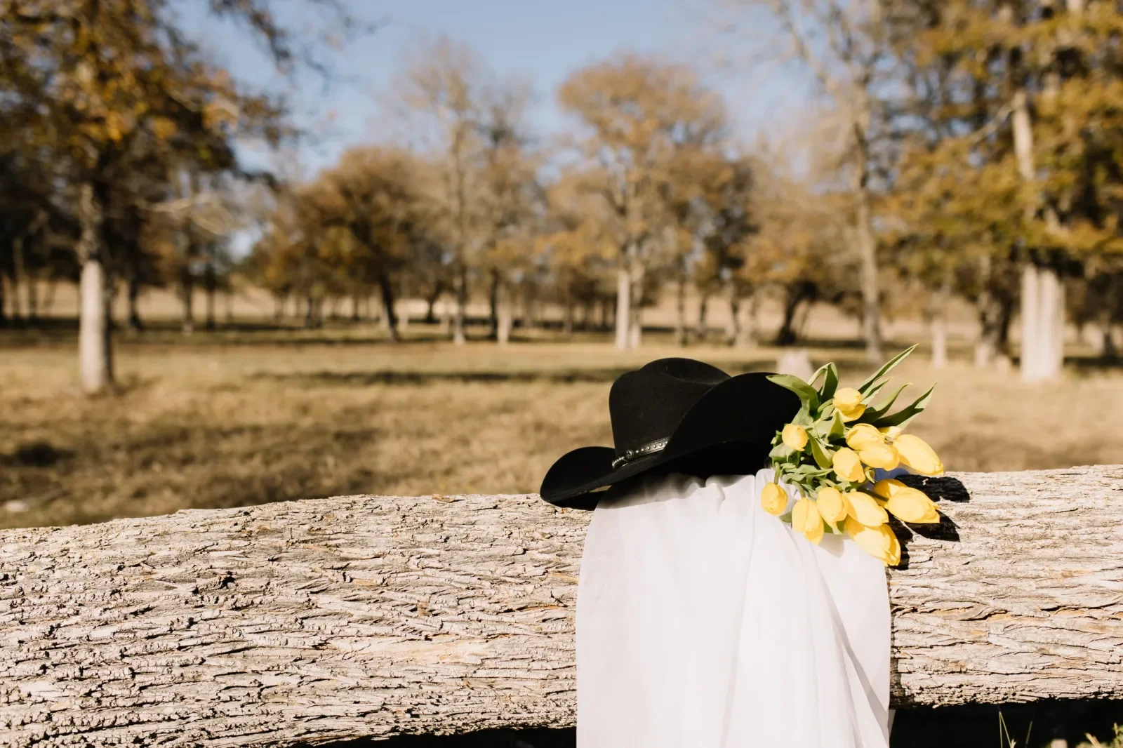 A black cowboy hat, a bouquet of yellow tulips, and a white cloth draped over a textured wooden log in a park with trees and a clear sky in the background.