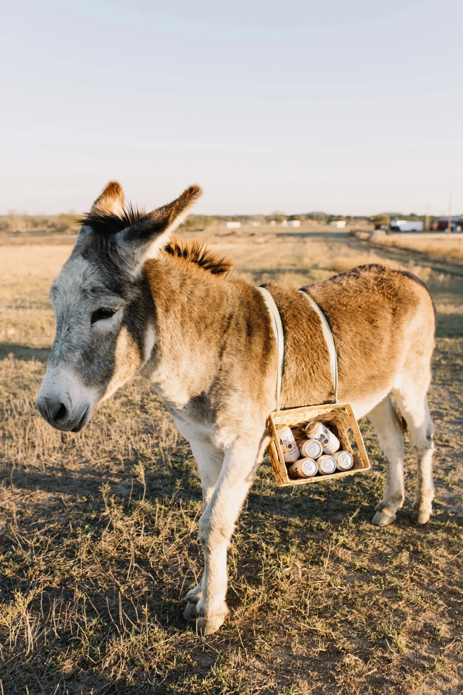 A young donkey carrying a small basket filled with cans of Mod beer in a grassy outdoor area during sunset.