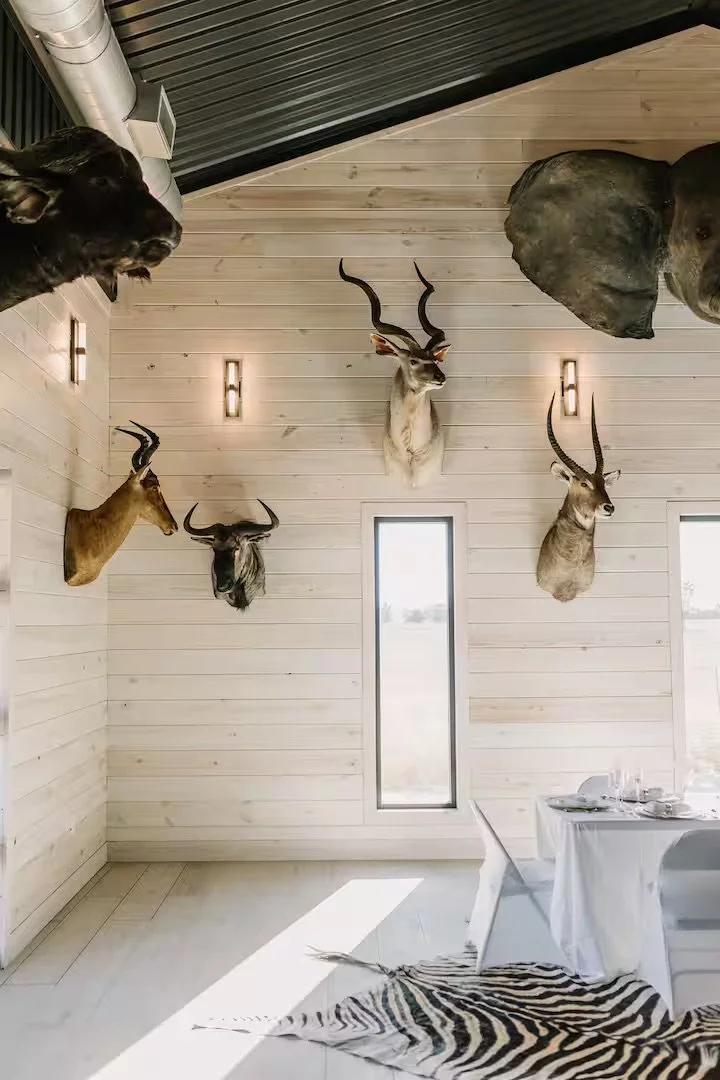 A room with mounted animal heads on the wall, including a lion, an antelope, a gazelle, a kudu, and an elephant, with a table set for dining in the foreground.
