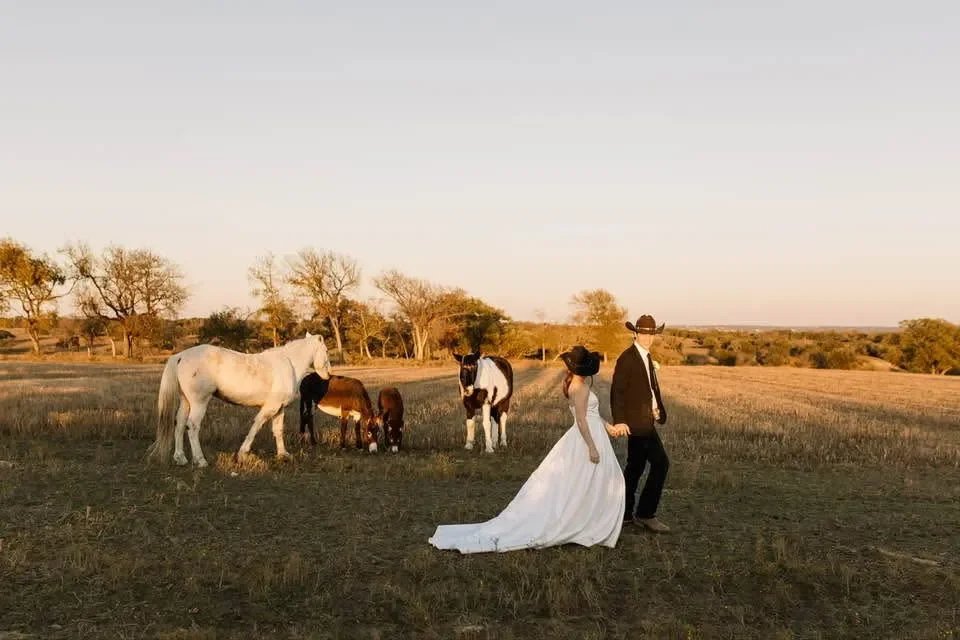 Couple in wedding attire walking outdoors near horses on a field during sunset.