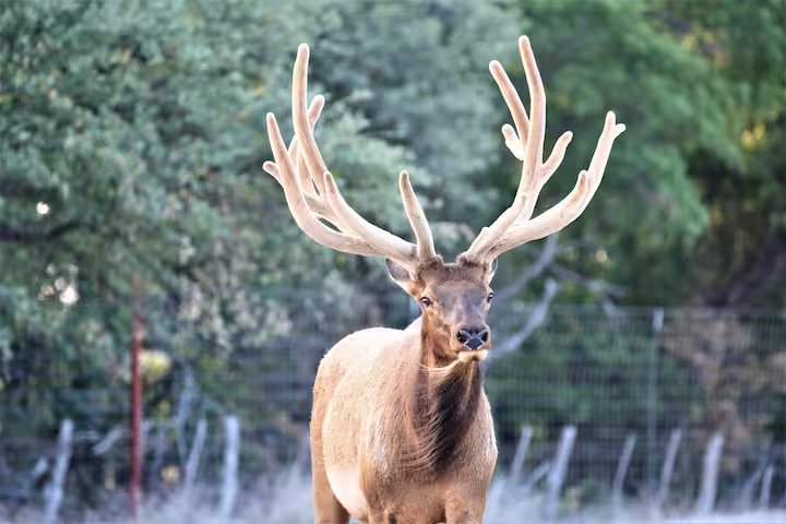 A majestic elk with large, branching antlers standing outdoors in a forested area.