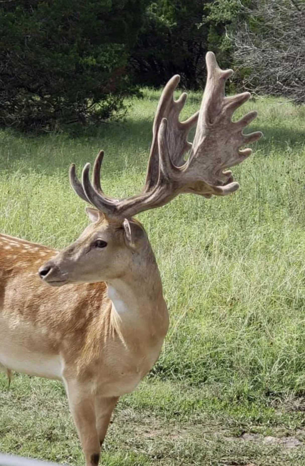 A deer with large antlers standing in a grassy area with trees in the background.