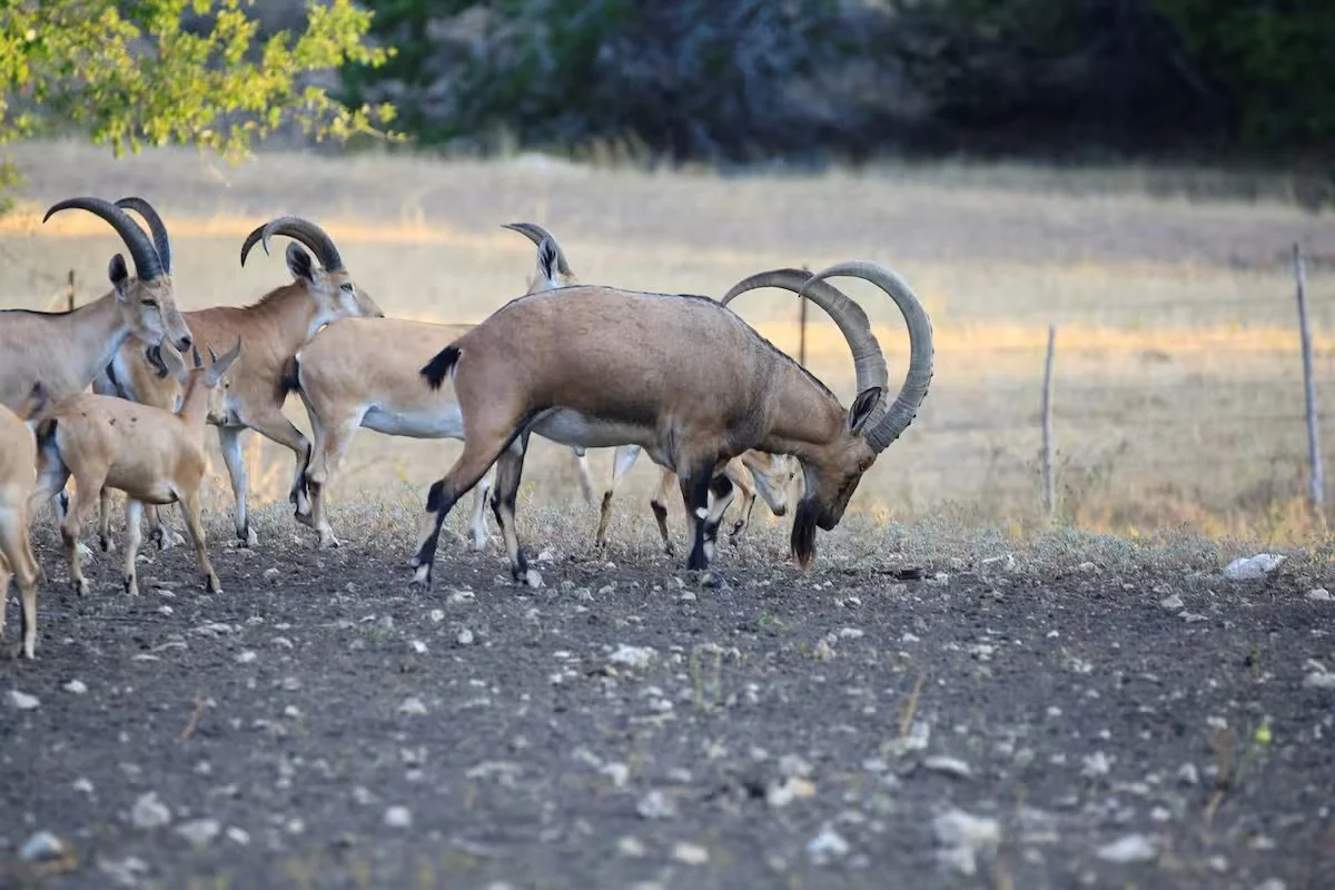 A herd of wild goats with curved horns grazing on rocky ground in a rural landscape.