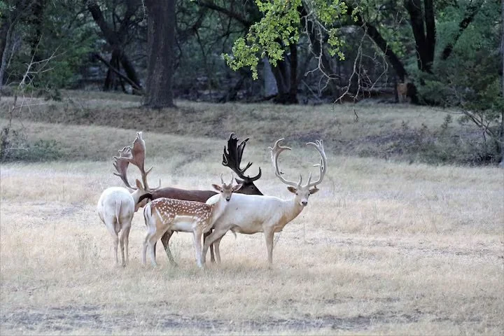 Four elk with antlers standing in a grassy field near trees.