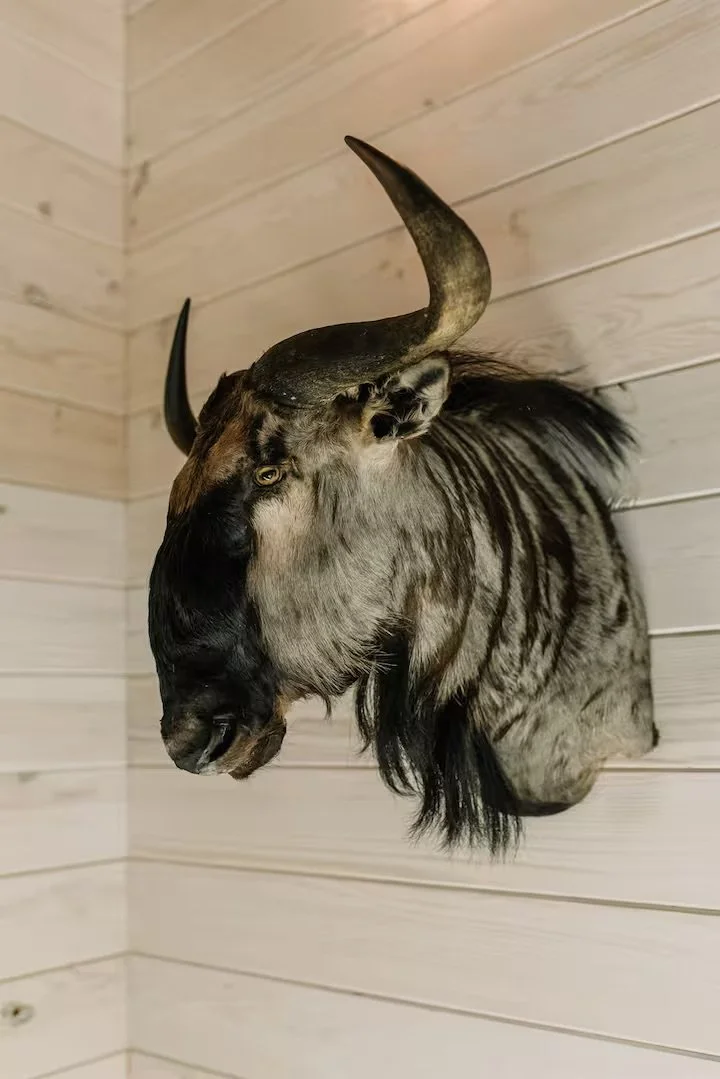 Taxidermy of a horse's head with striped fur pattern and curved horns, mounted on a wooden wall.