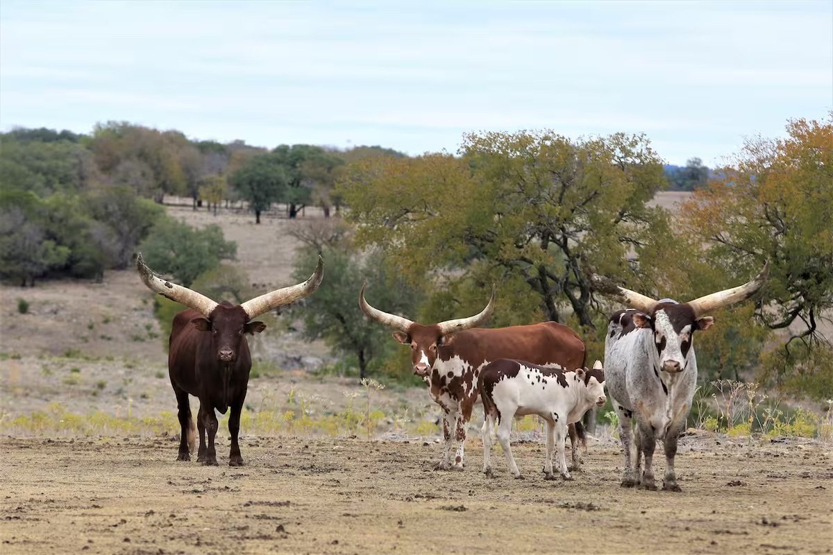 A group of Texas Longhorn cattle in a rural landscape with dry soil, scattered trees, and a cloudy sky.