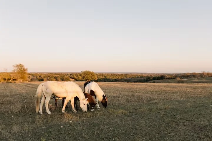 Two white horses with brown patches grazing on a grassy field during sunset or sunrise, with a clear sky and distant trees in the background.