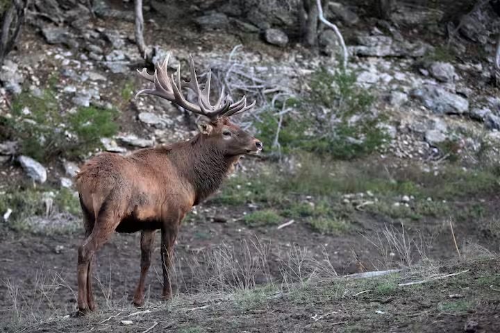 A large elk with impressive antlers standing on a mountainside with rocky terrain and sparse vegetation.