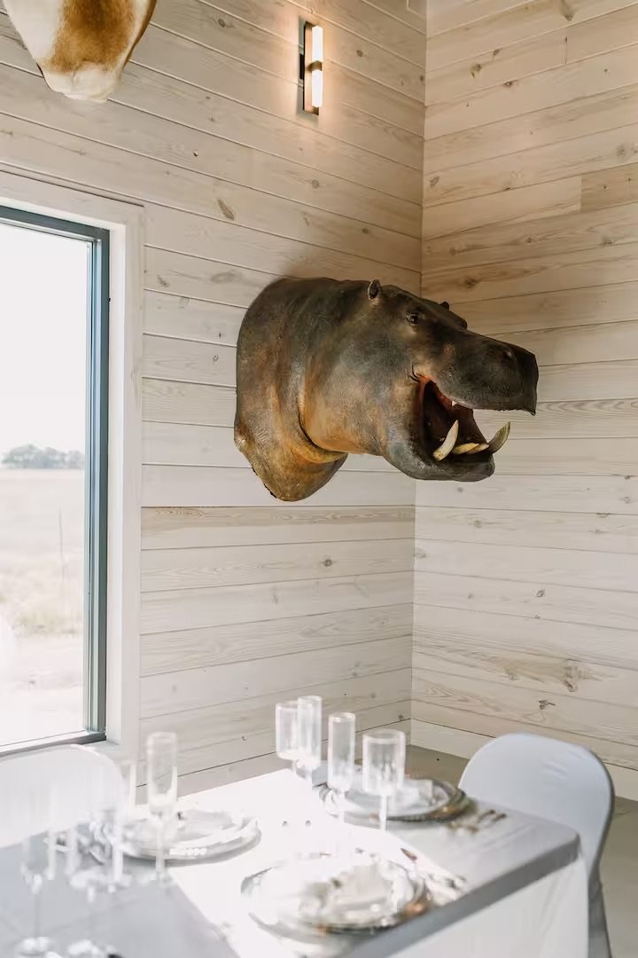 A dining room with a mounted hippopotamus head on a wooden wall beside a window.